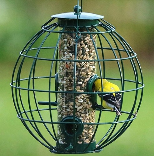 Globe cage squirrel resistant - squirrel,